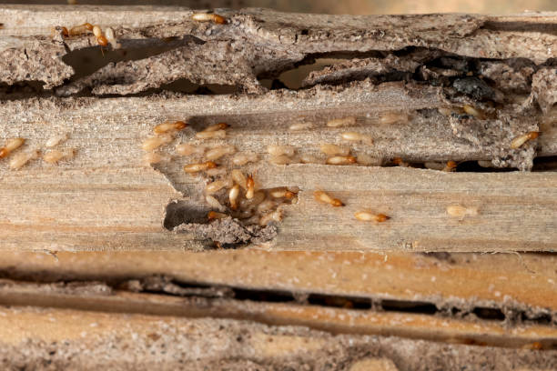 Best Insect Control  in Stratford, WI